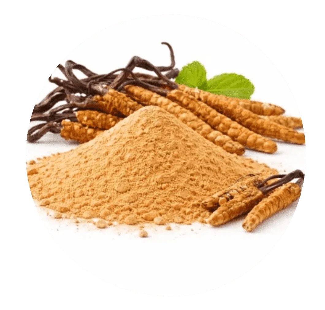 Cordyceps Sinensis