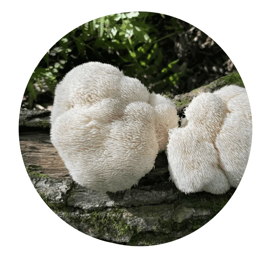 Lion's Mane And Nerve Growth: What The Research Shows