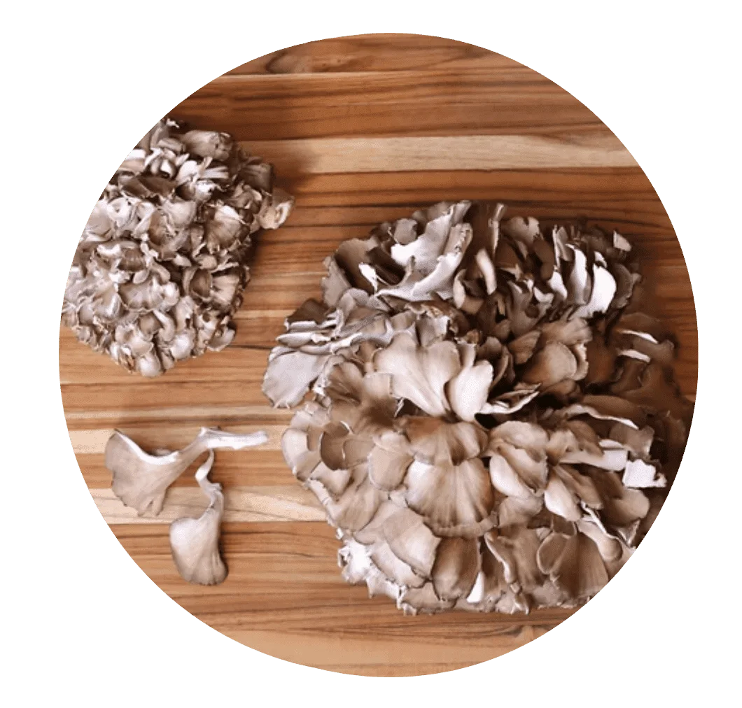 Maitake used in Mindoxa