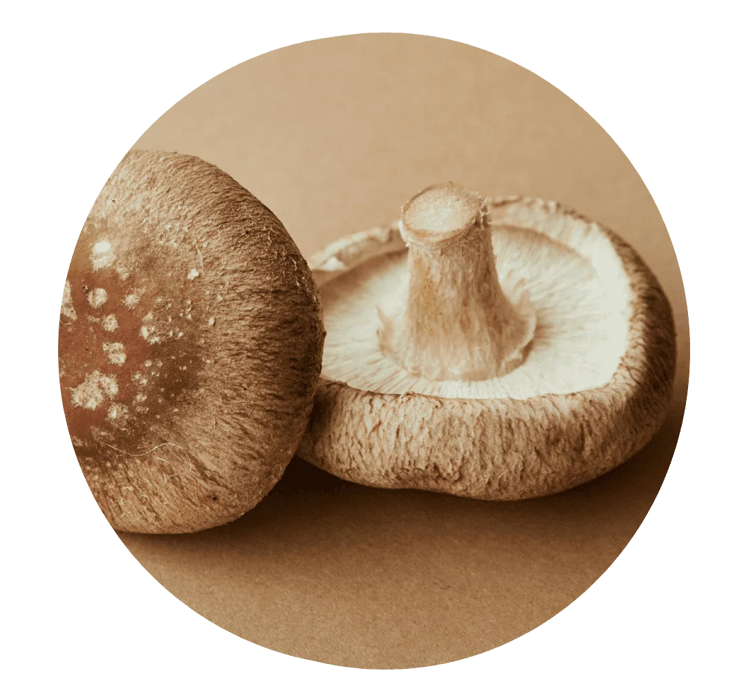 Shiitake