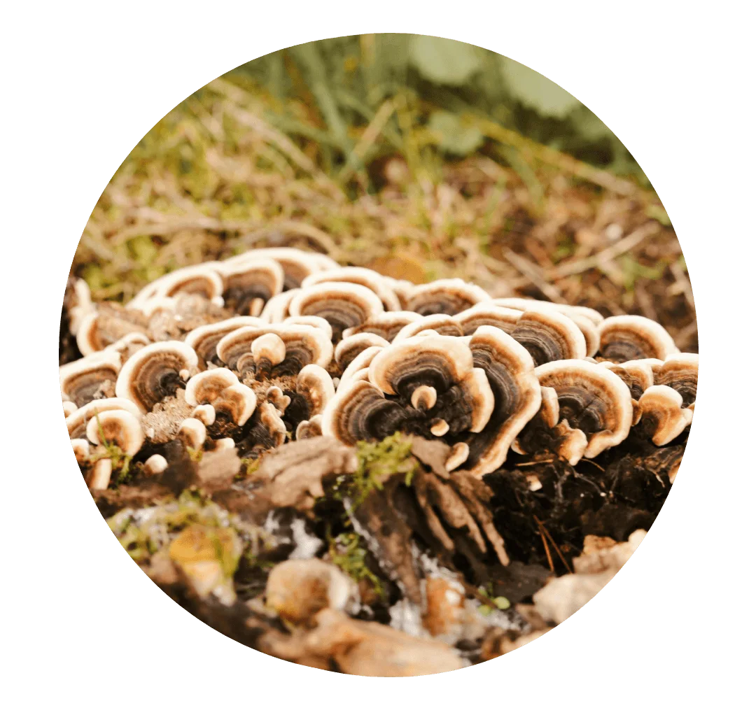 Turkey Tail